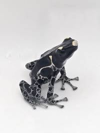 Dendrobates Tinctorius 'Powder Grey' - DTPG12
