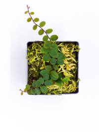 Marcgravia sp. - Shingle Plant