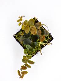 Marcgravia sp. 'Bronze' - Shingle Plant
