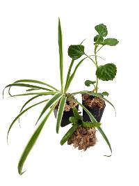 10-20 gallon Bare Root Crested Gecko Value Vivarium Plant Kit (3 Plants) 