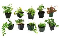 Terrarium Plant Collection (10 plants)