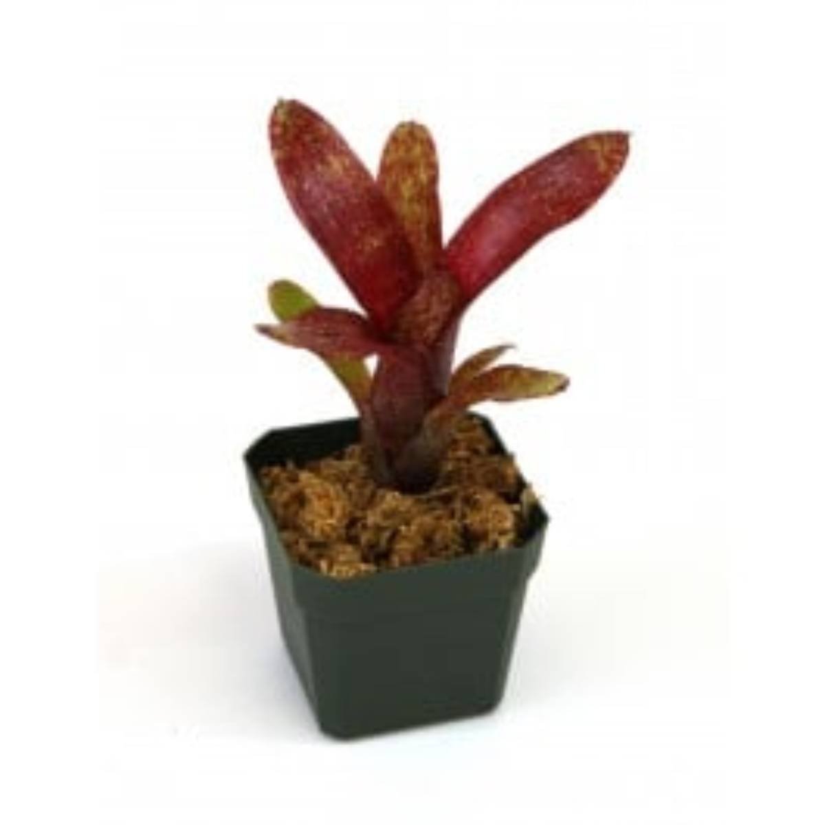 Bromeliad, a great terrarium plant
