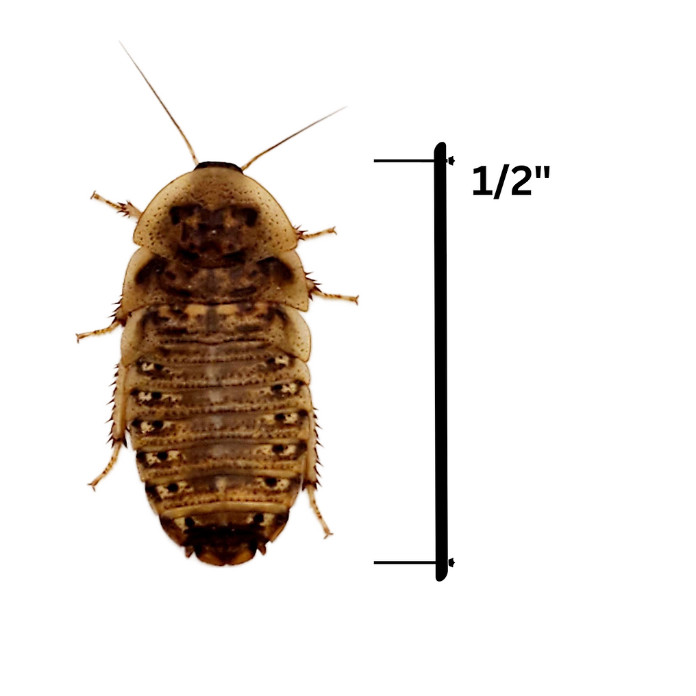 1/2" Medium Dubia Roaches (10,000 count)
