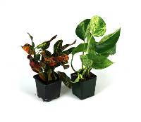 12x12x20 Crested Gecko Vivarium Plant Kit (2 Plants)