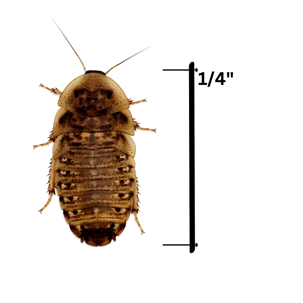 1/4" Small Dubia Roaches (10,000 count)