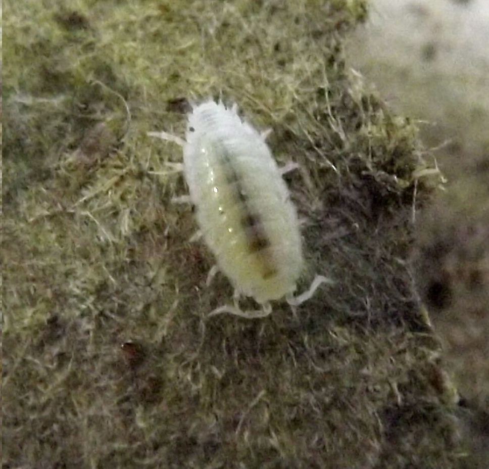 Dwarf Tropical White Isopods (100 ct)