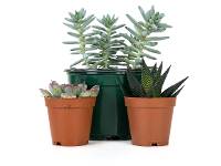 18x18 Desert Plant Kit (3 Plants)