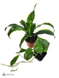 18x18x24 Tree Frog Vivarium Plant Kit (2 Plants)