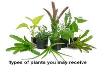 18x18x36 Tall Vivarium Plant Kit (5 Plants)