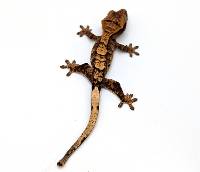 Extreme Harlequin CBP-19-0526