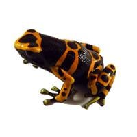 Dendrobates leucomelas '1995 Import' (Captive Bred) - Bumblebee Dart Frog
