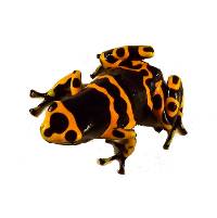 Dendrobates leucomelas '1996 Import' (Captive Bred) - Bumblebee Dart Frog