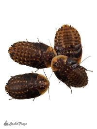 1 - 1.5" Discoid Roaches - Blaberus discoidalis (25 count)