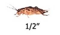 Timberline Vita-Bugs 1/2" Crickets (500 Count)