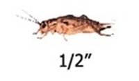 Timberline 1/2" Crickets (1000 Count)