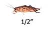Timberline Vita-Bugs 1/2" Crickets (1000 Count)