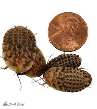 1/2 - 3/4" Discoid Roaches - Blaberus discoidalis