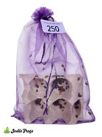 1/4" - 3/8" Small Dubia Roaches (250 count)