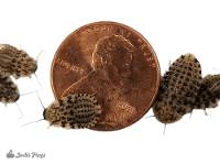 1/4 - 1/2" Discoid Roaches - Blaberus discoidalis