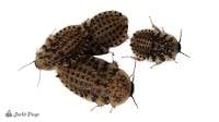 1/4 - 1/2" Discoid Roaches - Blaberus discoidalis (50 count)