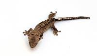 Brindle CBP-20-0526