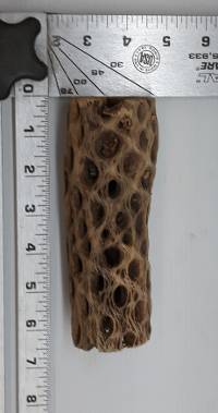 Cholla Skeleton Wood (CHOLLA1)