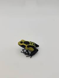 Dendrobates tinctorius 'Nikita' Nik005