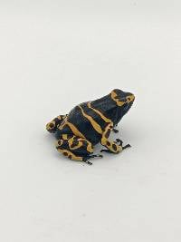 Dendrobates Leucomelas 'Standard' Leuc010