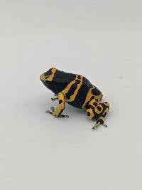 Dendrobates Leucomelas 'Standard' Leuc012