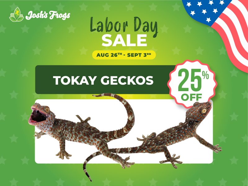 Save 25% on tokay geckos.