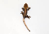 Partial pin Harlequin CBP-21-0526