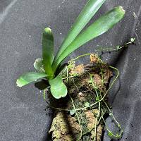 Bromeliad and Shingle Plant with live moss