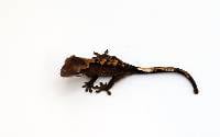 Dark Flame CBP-24-0526