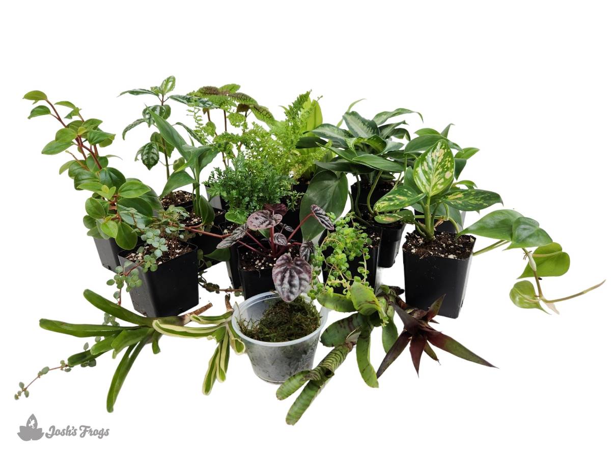 Terrarium Supplies With 4 Indoor Plug Plants - Terrarium Creations