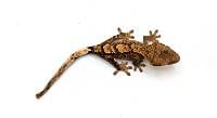 Brindle CBP-28-0526