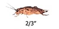 Timberline Vita-Bugs 2/3" Crickets (500 count)