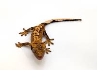 Brindle CBP-03-0526