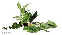 30-40 gallon Bare Root Crested Gecko Value Vivarium Plant Kit (5 plants)