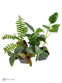 30-40 gallon Bare Root Crested Gecko Value Vivarium Plant Kit (5 Plants)