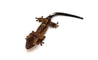 Brindle CBP-32-0526