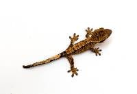 Brindle CBP-35-0526