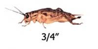 Timberline Vita-Bugs 3/4" Crickets (1000 Count)