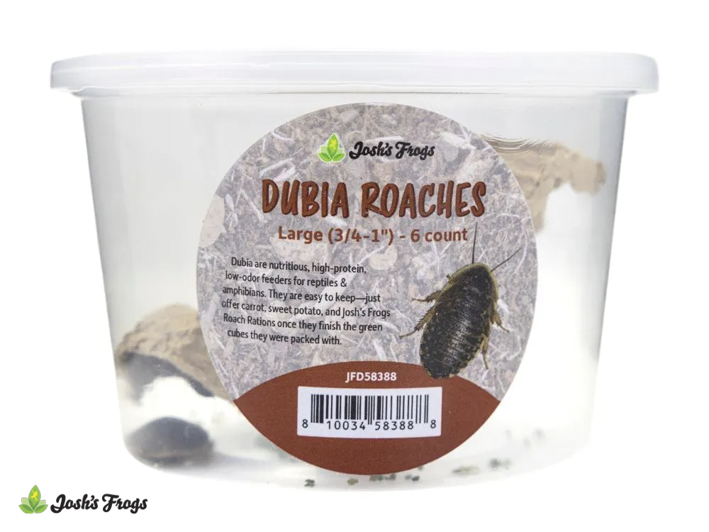 3/4-1" Large Cupped Dubia Roaches (6 count)