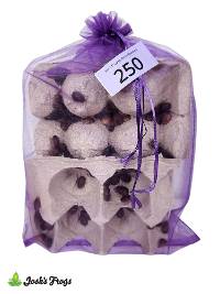 3/4" - 1" Large Dubia Roaches (250 count)