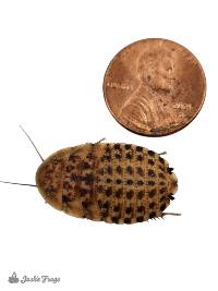 3/4 - 1" Discoid Roaches - Blaberus discoidalis