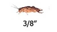 Timberline Vita-Bugs 3/8" Crickets (500 Count)