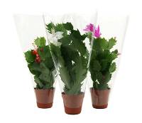 Schlumbergera truncata 'Christmas Cactus' (Grower's Choice)