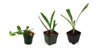 Vivarium Orchid Bundle (3 Plants)