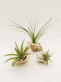 Planted Conch Shell with Tillandsia 'Air Plant' (3-pack - Grower's Choice)