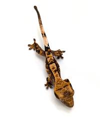 Harlequin CBP-04-0526